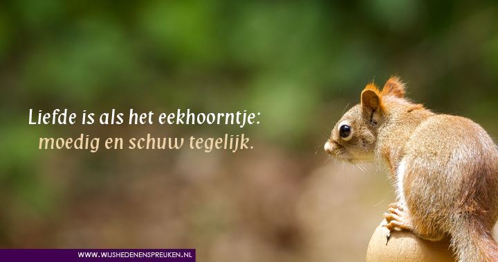 Liefde is als het eekhoorntje